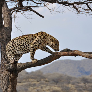 Dusternbrook - Leopard